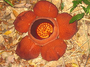 Rafflesia spec.