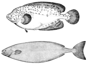 Junger (oben) und adulter Icosteus aenigmaticus