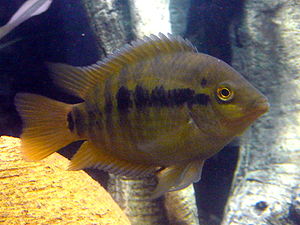 RainbowCichlid.JPG