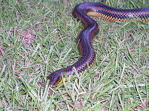 Rainbow Snake taken in Southern Georgia in June 2003 2.jpg