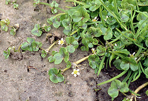 Efeublättriger Wasserhahnenfuß (Ranunculus hederaceus)