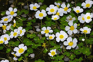 Schild-Wasserhahnenfuß (Ranunculus peltatus ssp. peltatus, mit Schwimmblättern)