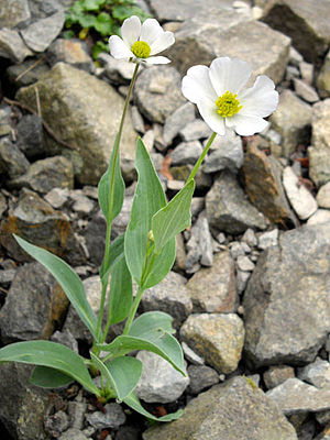 Ranunculus amplexicaulis 2.JPG