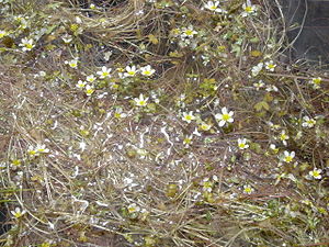 Ranunculus ololeucos, Circo de Gredos, Spain - 20080604-03.jpg