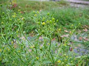 Gift-Hahnenfuß (Ranunculus sceleratus)