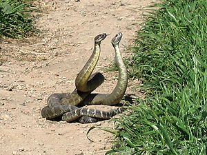 Männliche Pazifik-Klapperschlangen (Crotalus oreganus) beim Kommentkampf zur Paarungszeit