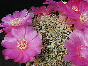 Rebutia cylindrica1a.MW.jpg