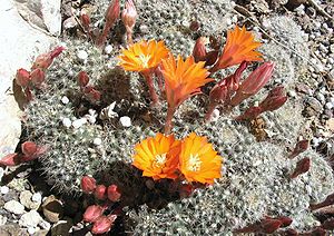 Rebutia flavistyla