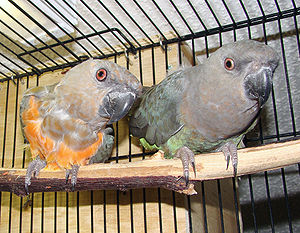 Red-bellied Parrot pair in a cage.JPG