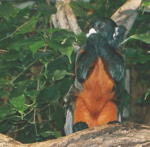 Saguinus labiatus