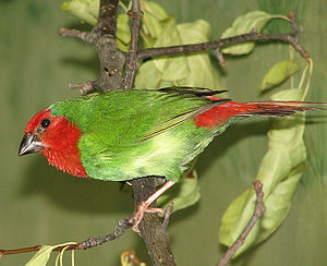 Red-throated Parrotfinch.jpg