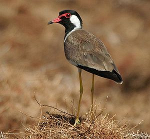 Red-wattled Lapwing (Vanellus indicus) W IMG 1078.jpg
