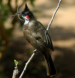 Rotohrbülbül (Pycnonotus jocosus)