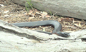 Rotbäuchige Schwarzotter (Pseudechis porphyriacus)