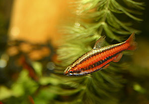 Red Pencilfish.jpg