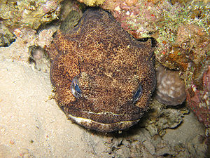 Unbestimmter Froschfisch im Roten Meer