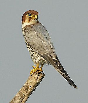 Rothalsfalke(Falco chicquera)