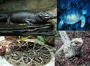 Beispiele der 4 Reptiliengruppen: Krokodilkaiman (Caiman crocodilus), Suppenschildkröte (Chelonia mydas), Brückenechse (Sphenodon punctatus), Diamant-Klapperschlange (Crotalus adamanteus).