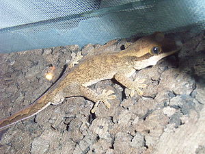 Sarasins Gecko (Rhacodactylus sarasinorum)