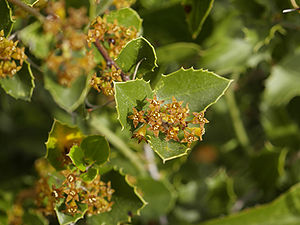 Stechpalmen-Kreuzdorn (Rhamnus alaternus), blühend