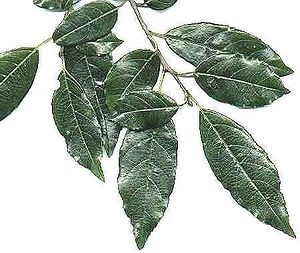 Blätter des Afrikanischen Faulbaums