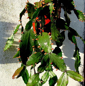 Rhipsalis elliptica.jpg