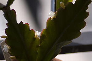Rhipsalis pachyptera, flowering.jpg