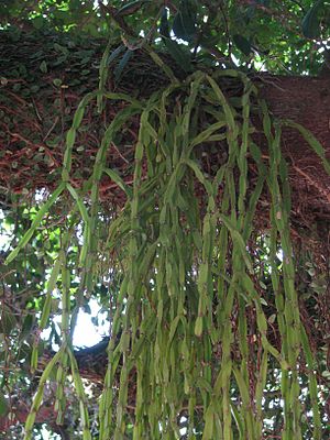 Rhipsalis paradoxa.jpg