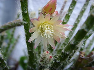 Rhipsalis pilocarpa, flowering 01.jpg