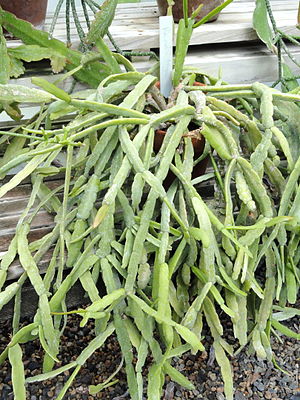 Rhipsalis trigona - Wellesley College - DSC09761.JPG