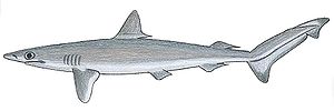 Brasilianischer Scharfnasenhai (Rhizoprionodon lalandii)