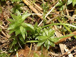 Rosenmoos (Rhodobryum roseum)