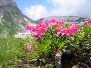 Bewimperte Alpenrose (Rhododendron hirsutum)