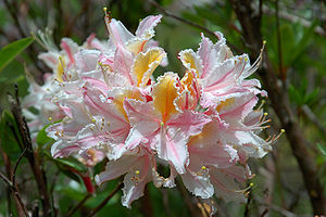 Rhododendron occidentale Strybing.jpg