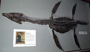 Fossil von Rhomaleosaurus cramptoni im Natural History Museum in London