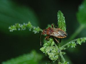 Rhopalus parumpunctatus