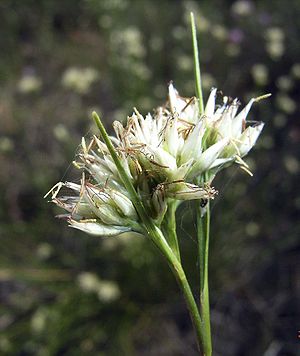 Blütenstand des Weißen Schnabelriedes (Rhynchospora alba)