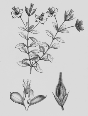 Rhyncotheca spinosa
