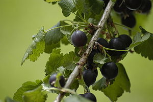 Jostabeeren, reife Früchte