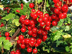 Rote Johannisbeere (Ribes rubrum)