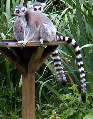 Katta (Lemur katta)