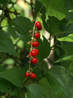Blutbeere (Rivina humilis) mit Früchten