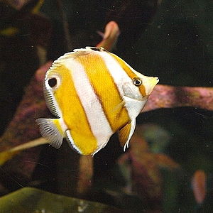 Japan-Roa-Falterfisch (Roa modesta)