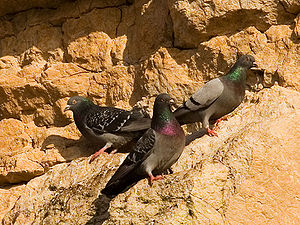 Tauben an der Kliffküste bei Hunstanton, Norfolk (Ostengland)