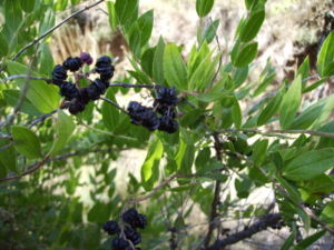 Myrtenblättriger Gerberstrauch (Coriaria myrtyfolia), Zweige mit Blättern und den sehr giftigen Früchten.
