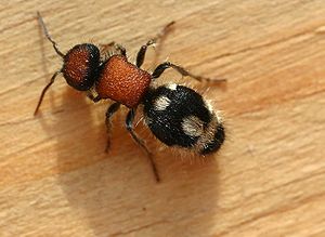 Wilde Spinnenameise (Ronisia barbara), ♀