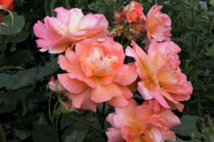 Rosa 'Westerland'