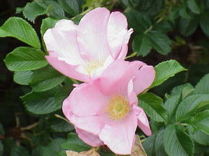 Rosa rugosa (Kartoffel-Rose) ‘Dagmar Hastrup’