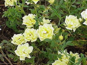 Rosa 'Guletta'