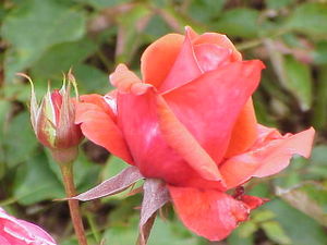 Rosa 'Duftwolke'